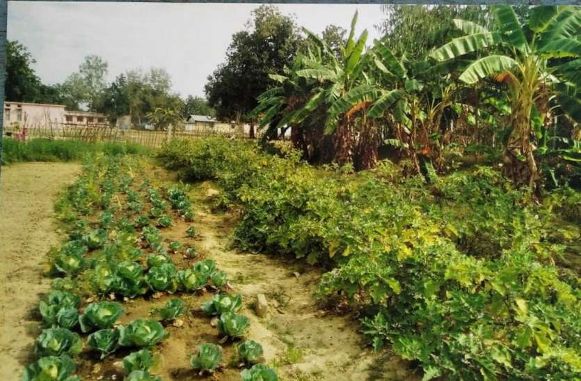 Kitchen Garden in 301 Government Schools 301 सरकारी स्कूलों में किचन गार्डन, 718 स्कूलों में चल रही तैयारी