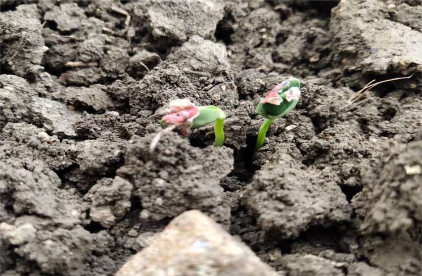 The whole seed did not grow due to no rain बारिश न होने से नहीं उगा पूरा बीज, जो अंकुरित हुआ वह सूखने की कगार पर