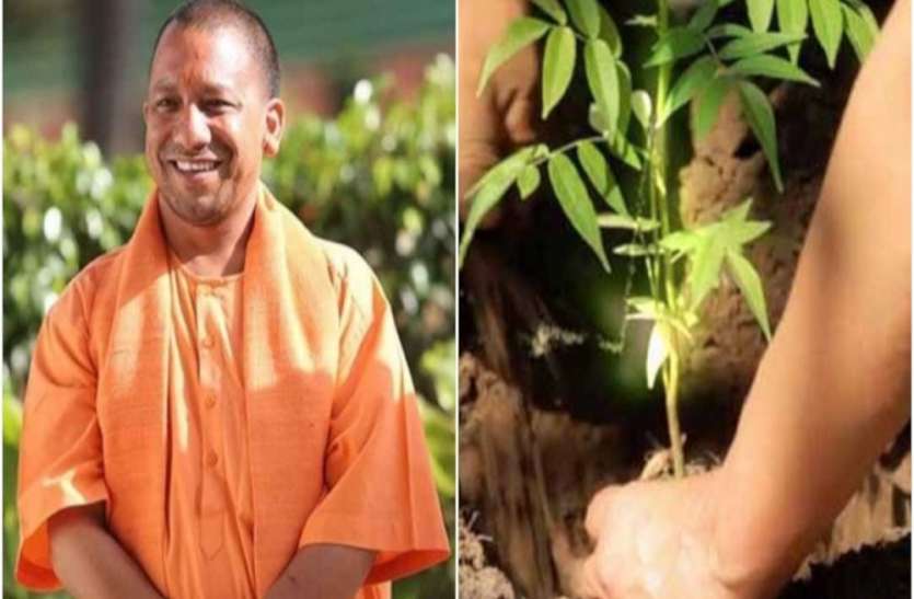 UP Plantation Campaign: यूपी सरकार वृक्षारोपण का बनाएगी नया रिकॉर्ड, इस तरह की गई है पूरी प्लानिंग UP Plantation Campaign: यूपी सरकार वृक्षारोपण का बनाएगी नया रिकॉर्ड, इस तरह की गई है पूरी प्लानिंग