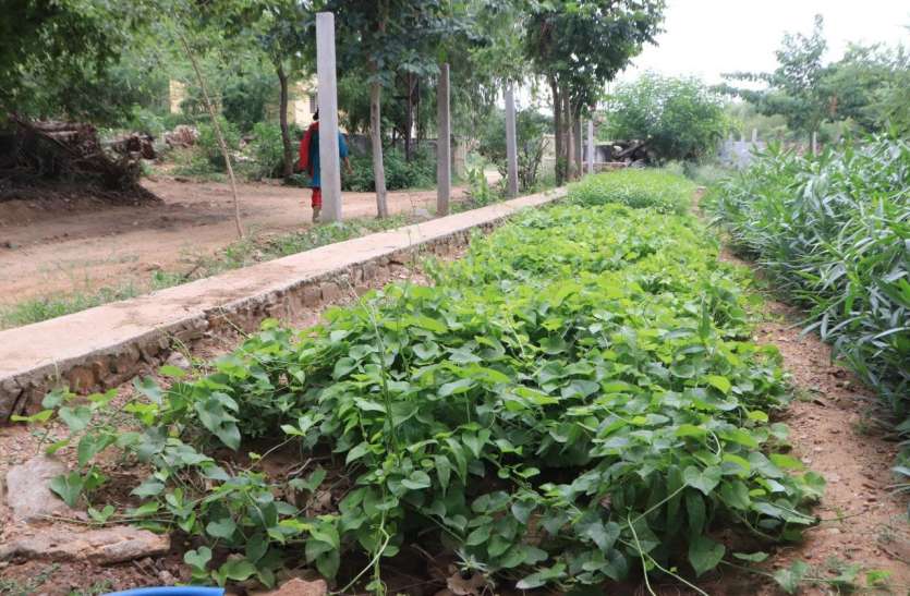 medicinal plants nagaur जिले में औषधीय पौधे बनाएंगे सेहत