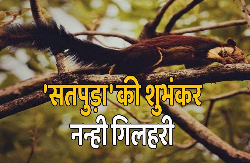 satpura_tiger_reserve_1.jpg ये है सतपुड़ा की शुभंकर नन्ही गिलहरी, पर्यटकों को कर रही आकर्षित
