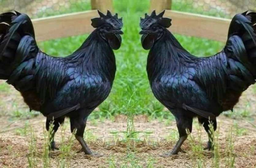 kadaknath-murga.jpeg कड़कनाथ मुर्गा बढ़ा सकता है कोरोना मरीजों की इम्युनिटी, रिसर्च सेंटर ने ICMR और DHR को लिखा पत्र