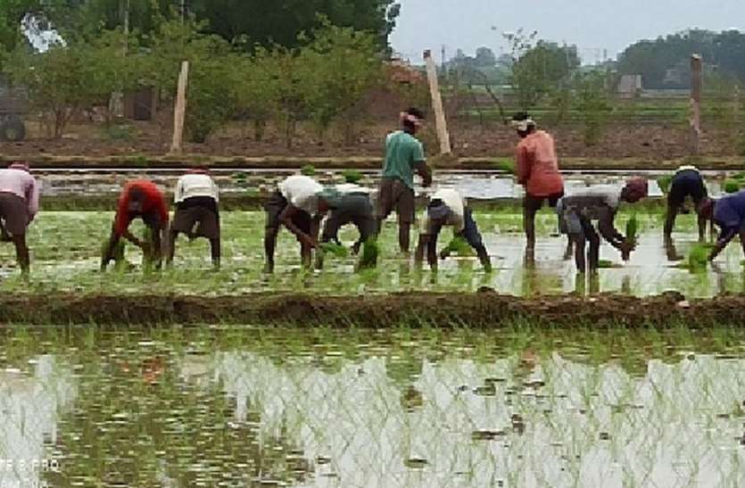 जिले में बारिश की आस में बैठे किसानों को तरसा रहे बादल जिले में बारिश की आस में बैठे किसानों को तरसा रहे बादल
