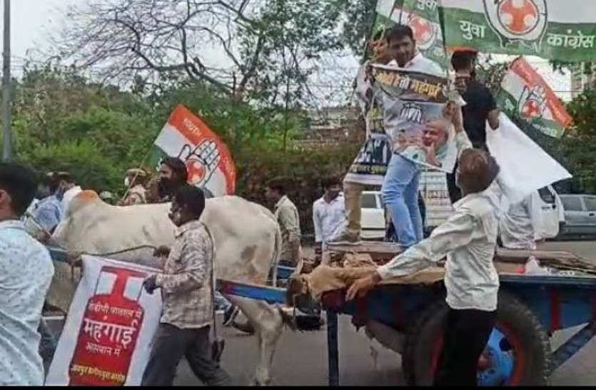 balgadi_protest.jpg मोदी संग महंगाई का विरोध: युवा कांग्रेस ने बैलगाड़ी संग यूं किया प्रदर्शन