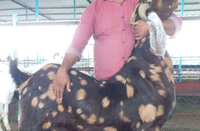 बुरहानपुर का बकरा पौने 2 लाख में बिका, ऑनलाइन हो रही खरीदी बुरहानपुर का बकरा पौने 2 लाख में बिका, ऑनलाइन हो रही खरीदी