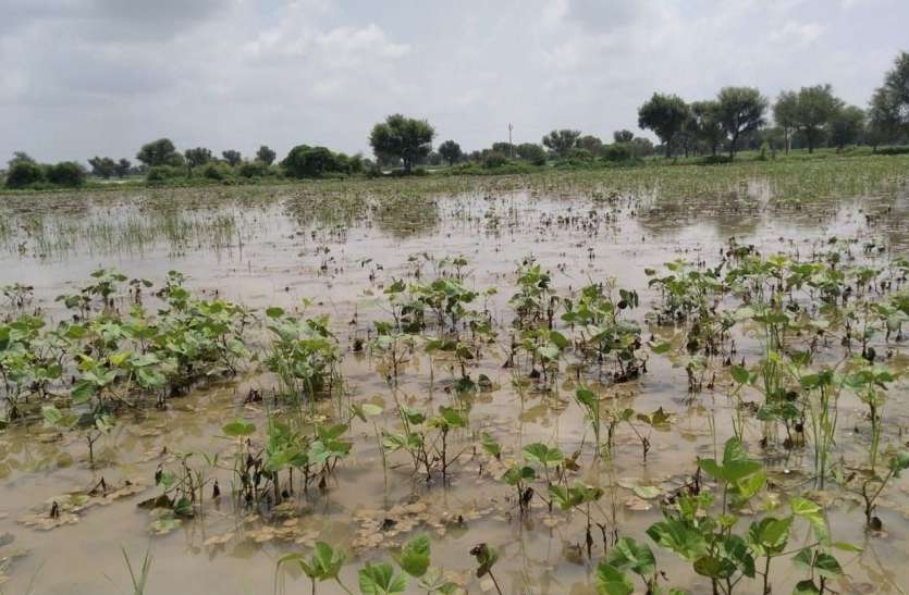 Crop loans distributed to more than one lakh farmers एक लाख से ज्यादा किसानों को फसली ऋण वितरित
