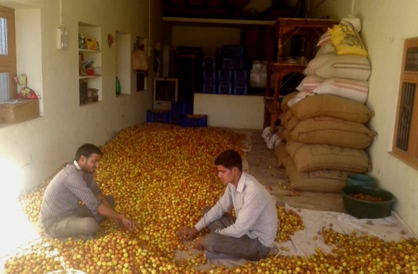 Horticulture craze in Nagaur: Farmers woke up, now you wake up government नागौर में बागवानी का क्रेज : किसान जाग गए, अब आप जागो सरकार
