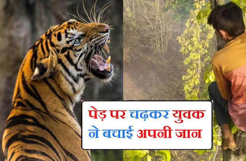 tiger-attack-in-pilibhit.jpg Tiger Attack : बाघ ने दो युवकों को बनाया निवाला तो जान बचाने के लिए पेड़ पर चढ़ा तीसरा युवक, बोला- दहशत में काटी पूरी रात