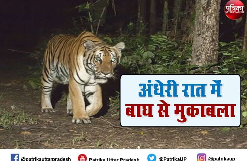 when tiger attack on three friends in pilibhit Tiger Attack : बिजली सी कौंधी और धम्म की आवाज के साथ टूट पड़े दो बाघ