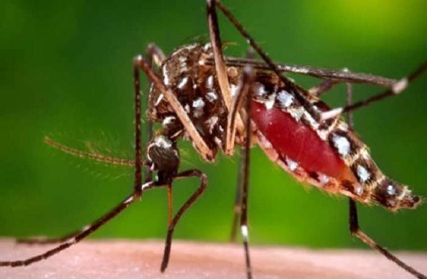 No Cases Of Zika Virus in Tamilnadu केरल में जीका वायरस के मामलों ने बढ़ाई चिंता, तमिलनाडु में एक भी मामला नहीं