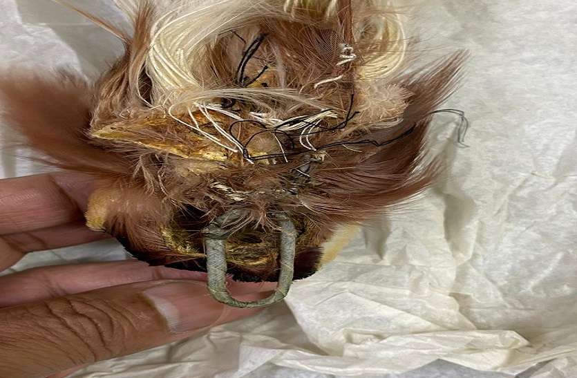 Bird smuggling: सोने के बाद अब देश में हो रही है बर्ड तस्करी Bird smuggling: सोने के बाद अब देश में हो रही है बर्ड तस्करी