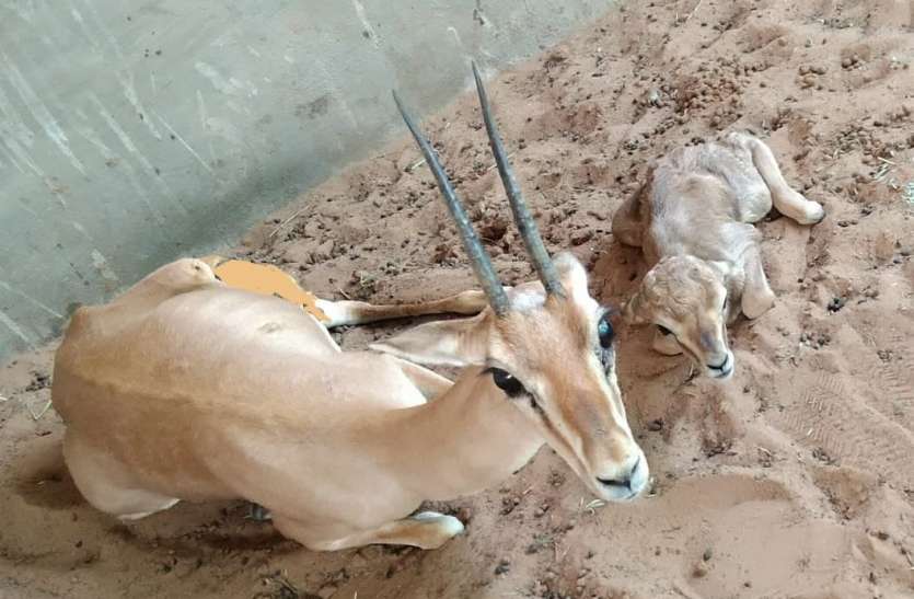 stag healthy after treatment उपचार के बाद हरिण स्वस्थ