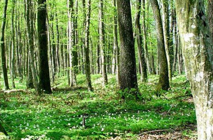 forest right act बारां सहित उदयपुर संभाग के जिलों में सबसे ज्यादा दावे खारिज