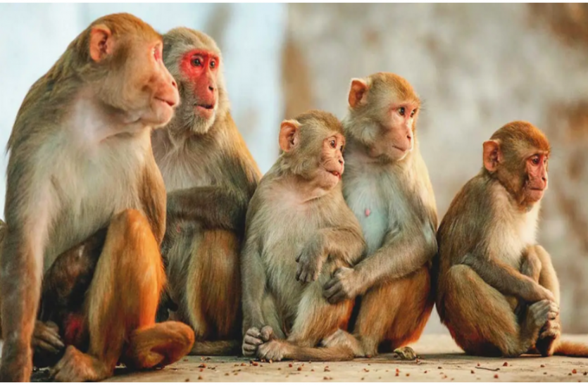 Monkey B Virus.png China में कोविड-19 के बाद अब मिला नया खतरनाक वायरस, Monkey B संक्रमण से पहली मौत