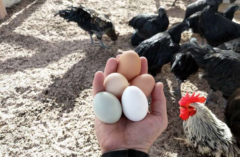 Soaring prices of Eggs and chicken, expected to increase