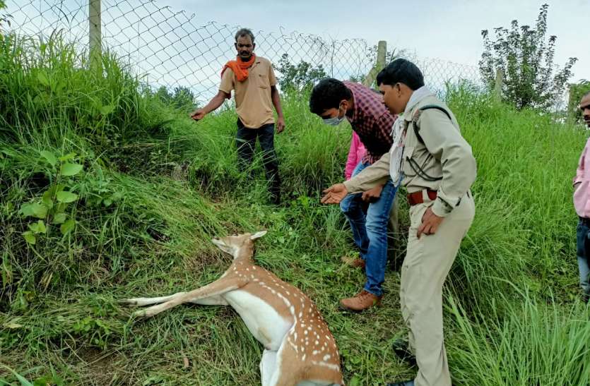 Chital's body found near Kapila Nala, GI wire noose around its neck कपिला नाला के पास मिला चीतल का शव, गले में जीआई तार के फंदे