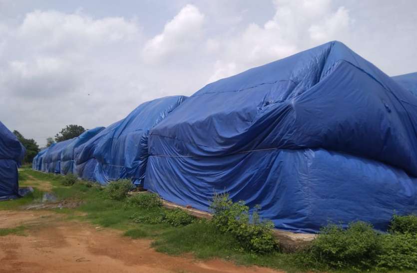 6 lakh 30 thousand quintal paddy stored in open cap, so far 4430 quint ओपन कैप में भंडारित 6 लाख 30 हजार क्विंटल धान, अनुबंध में अब तक 4430 क्विंटल धान का उठाव