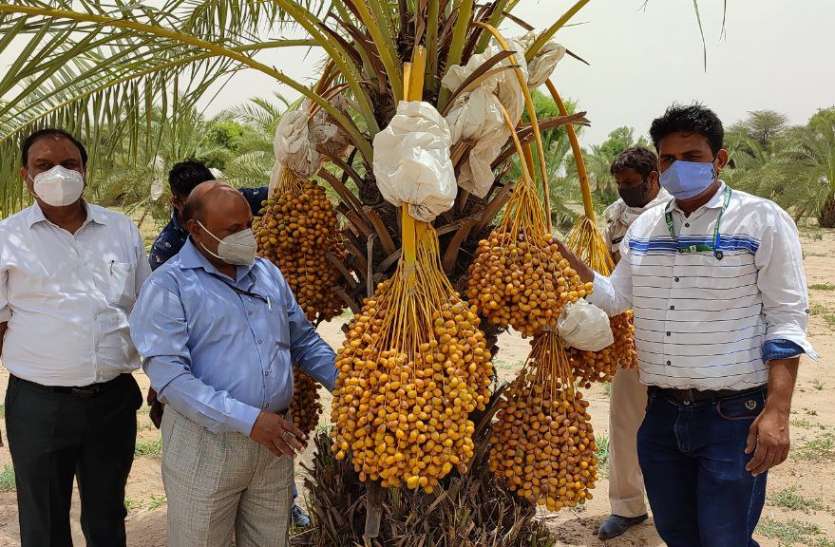 रेतीले धोरों में मिश्री सा मीठा खजूर, अरब देशों से लाई गई 64 किस्मों में से छह का चयन रेतीले धोरों में मिश्री सा मीठा खजूर, अरब देशों से लाई गई 64 किस्मों में से छह का चयन
