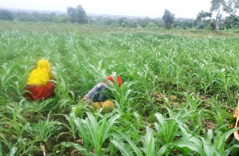 farmer सोसायटी में यूरिया का स्टाक नहीं, चक्कर काट रहे किसान