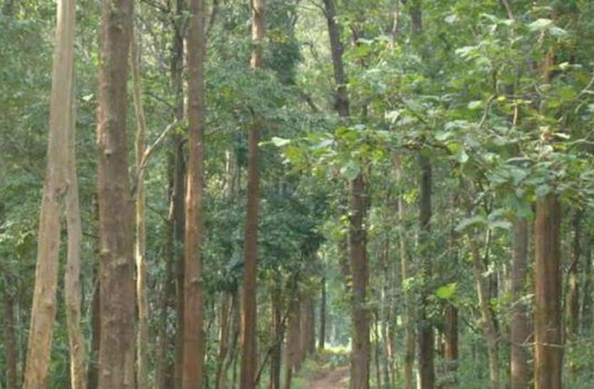 अधिक लाभ के लालच में सागवान के वृक्ष उगाना ठीक नहीं अधिक लाभ के लालच में सागवान के वृक्ष उगाना ठीक नहीं