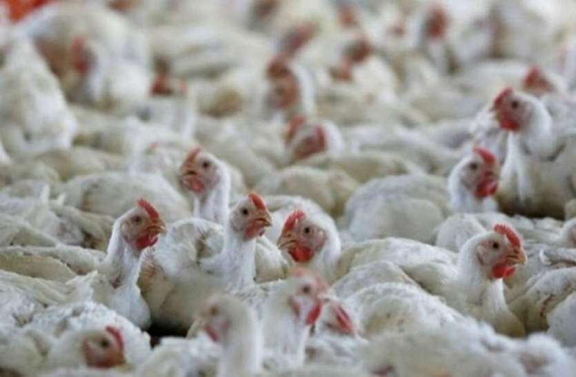 Avian Influenza Viruses: First death reported due to bird flu in India बर्ड फ्लू से भारत में हुई पहली मौत, जानें कितना खतरनाक है एवियन इन्फ्लुएंजा वायरस