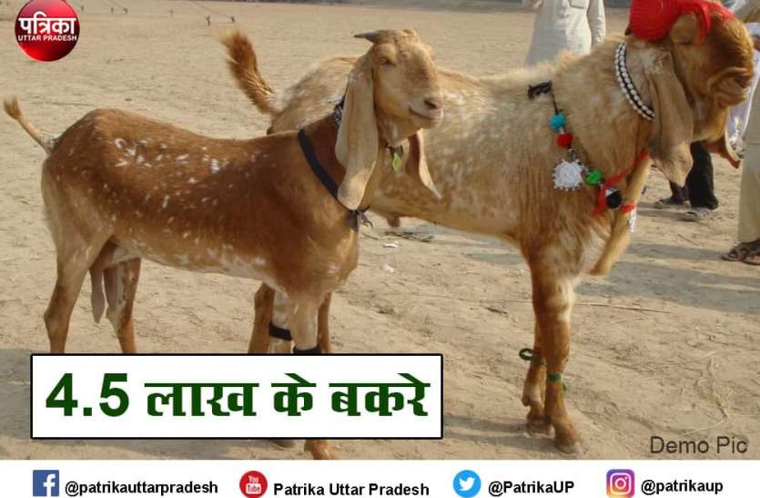 Eid al Adha 2021 two goat sold on price of 4 lakh 50 thousand Eid al-Adha : 4.5 लाख में बिके दो बकरे, खाते हैं बादाम पिस्ता और पीते हैं अनार-मोसम्मी का जूस