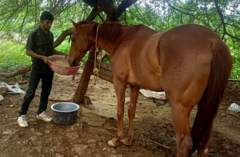 Dhar Horse Story Indian Horse red horse of dhar MP Ajab Hai सफेद हाथी पालने से भी महंगा पड़ रहा लाल घोड़ा