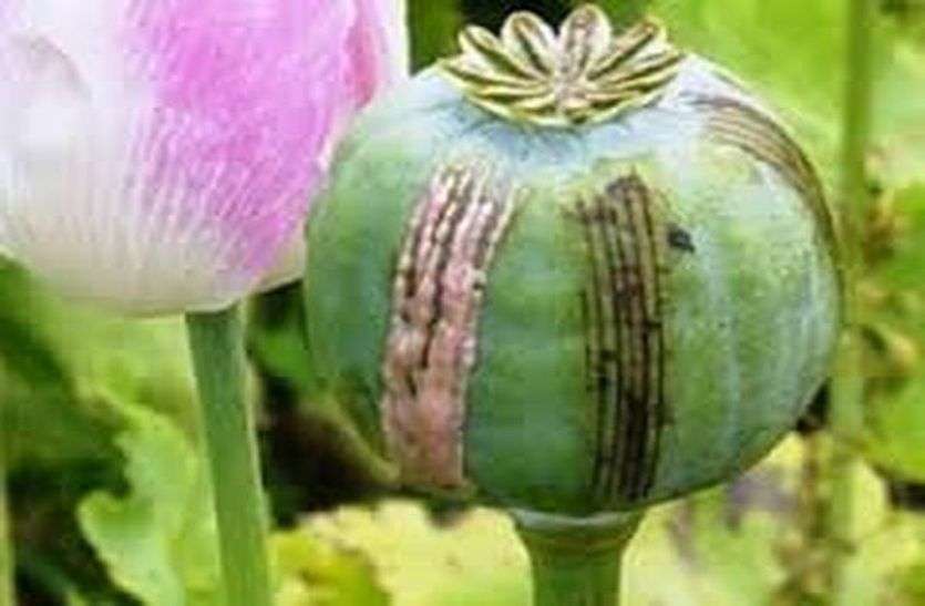 काला सोना की खेती में अवैध वसूली व भ्रष्टाचार के खिलाफ उतरे विधायक Black Gold : काला सोना की खेती में अवैध वसूली व भ्रष्टाचार के खिलाफ उतरे विधायक