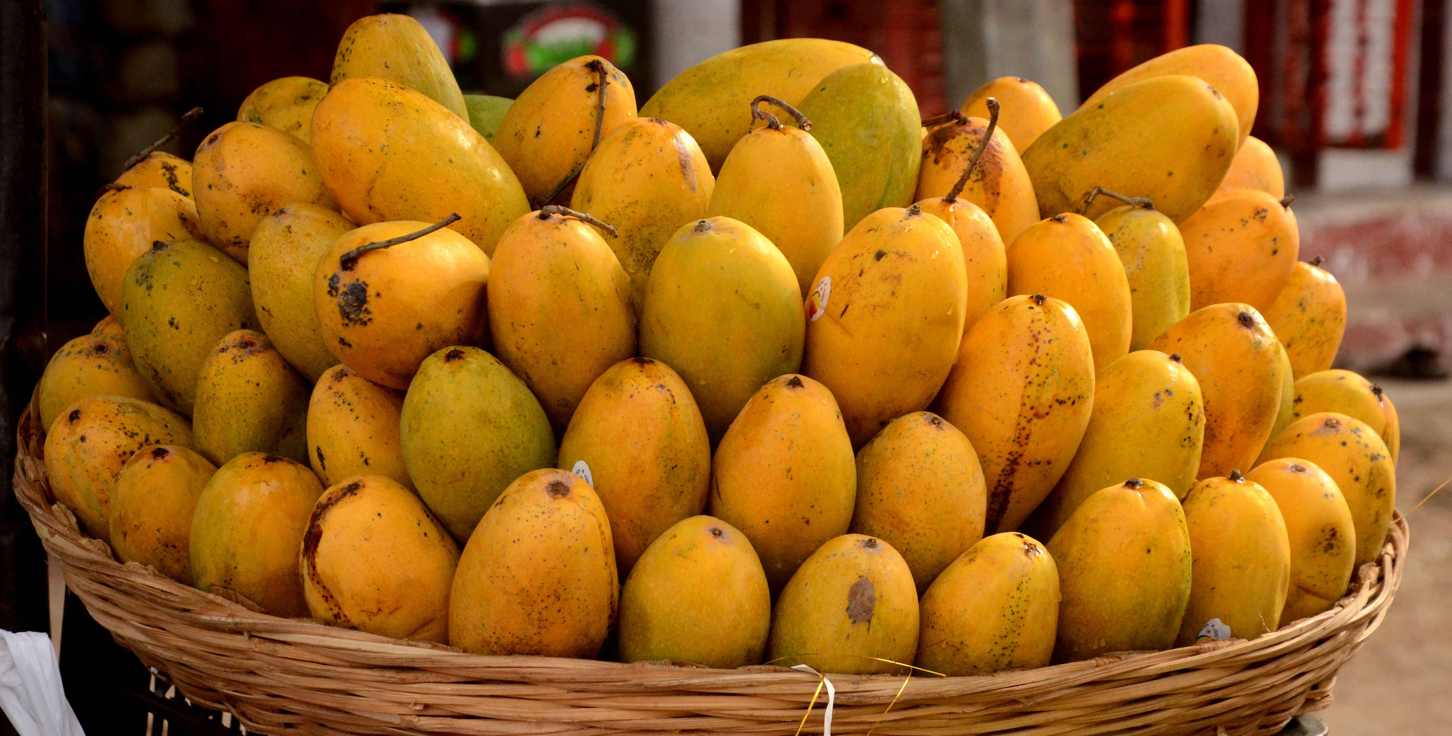 Mango Day Ajmer Famous For Juicy Mangoes Cultivation Mango Day कभ ह त थ रस ल आम अब रह गय स र फ न म Patrika News