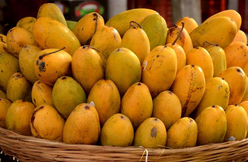 ajmer famous for mangoes Mango Day: कभी होते थे रसीले आम, अब रह गया सिर्फ नाम..