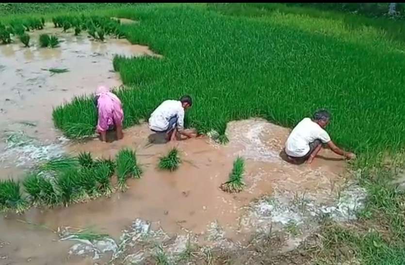 सूखते रोपा के लिए अमृत बनकर बरसे बदरा सूखते रोपा के लिए अमृत बनकर बरसे बदरा