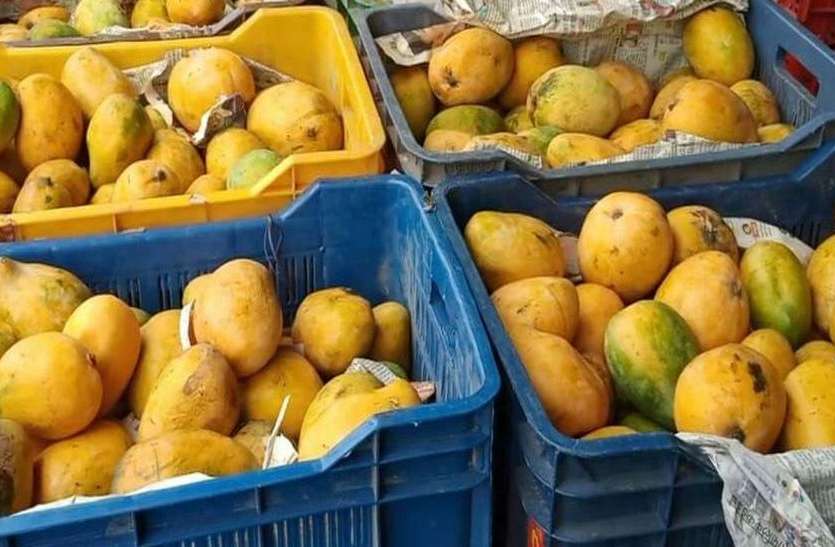 फलों का राजा आम, ग्वार फली से भी सस्ता फलों का राजा आम, ग्वार फली से भी सस्ता