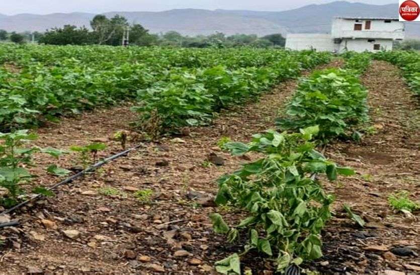 Insect outbreak in cotton crop कपास की फसल में कीट का प्रकोप, सूख कर मुरझाने लगे है पौधें