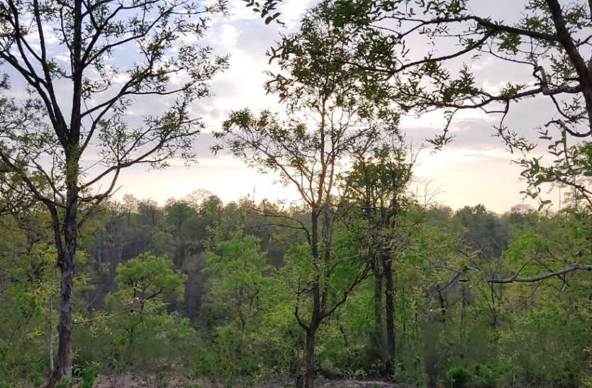 जंगल बचाने के लिए हर स्तर पर संघर्ष की योजना बक्स्वाहा के जंगल बचाने अब अंतरराष्ट्रीय पर्यावरण संरक्षण मंचों से लगाई गुहार