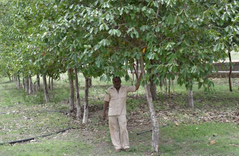 Gujarat: तीन दोस्तों ने मिलकर अपने गांव में लगाए 3 हजार पेड़, आज पूरे गांव में हरियाली Gujarat: तीन दोस्तों ने मिलकर अपने गांव में लगाए 3 हजार पेड़, आज पूरे गांव में हरियाली