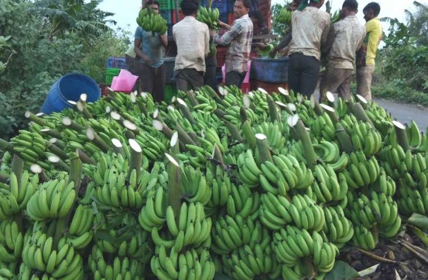 Banana supply gained momentum in Unlock, sweetness of Burhanpur Banana in Jammu and Kashmir and UP अनलॉक में केले की सप्लाय को मिली गति, जम्मू-कश्मीर और यूपी में बुरहानपुर केले की मिठास