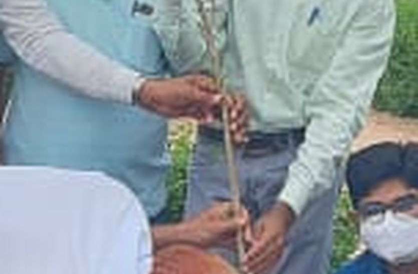 Planted saplings in Sant Likhmidas Maharaj Park संत लिखमीदास महाराज पार्क में लगाए पौधे