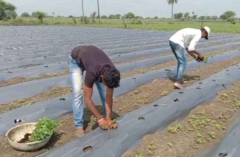 कांठल में बढ़ रहा स्मार्ट कृषि का चलन कांठल में बढ़ रहा स्मार्ट कृषि का चलन