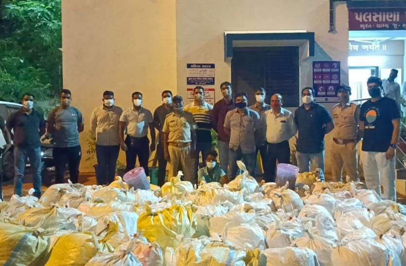 गांजा के साथ एक गिरफ्तार गांजा के साथ एक गिरफ्तार