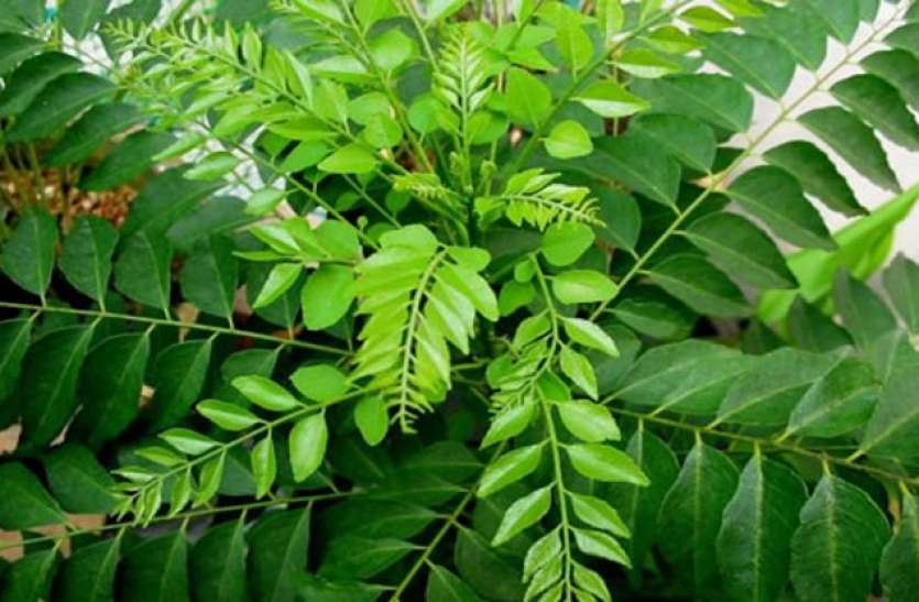 kari_patta.jpg Beauty Tips: स्वाद ही नहीं, बहुत सी बीमारियों में फायदेमंद है करी पत्ता, जानिए इसके फायदे