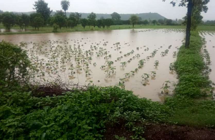 damage to crops and fields अधिक बारिश का असर: फसलों और खेतों को नुकसान