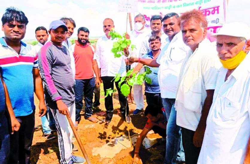 जोरे का पुरा में बनाई गांधी वाटिका, 200 पौधे लगाए जोरे का पुरा में बनाई गांधी वाटिका, 200 पौधे लगाए