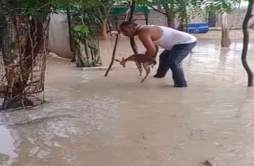 खेजड़ली रेस्क्यू सेंटर में बारिश का पानी बना आफत खेजड़ली रेस्क्यू सेंटर में बारिश का पानी बना आफत