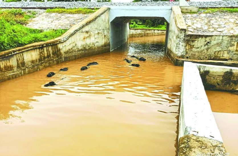 Water did not come out of railway culvert even after 2 days 2 दिन बाद भी रेलवे पुलिया से नहीं निकला पानी