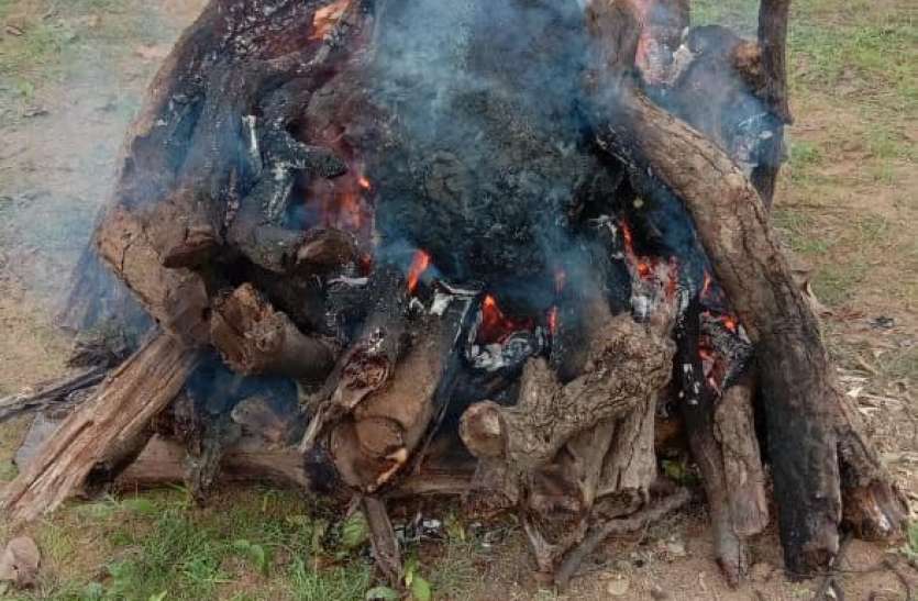 Rescued bear dies during treatment रेस्क्यू किए गए भालू की उपचार के दौरान हुई मौत