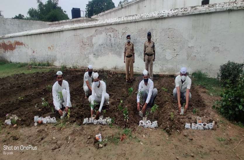Prisoners will prepare nursery in jail जेल में कैदी तैयार करेंगे नर्सरी, पौधे बेचकर कमाएंगे मुनाफा