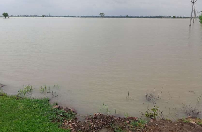 अरमानों पर फिरा पानी, सैकड़ों बीघा फसलें जलमग्न अरमानों पर फिरा पानी, सैकड़ों बीघा फसलें जलमग्न