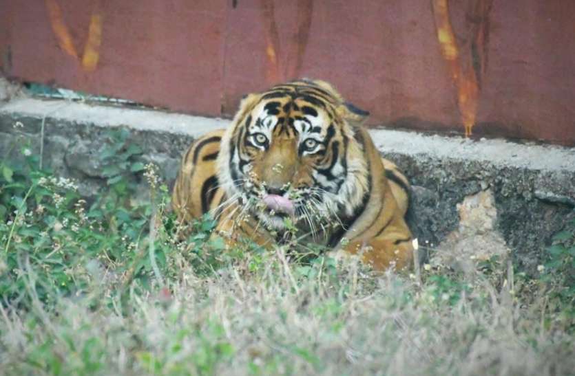 Tiger T-24 विश्व टाइगर दिवस : बहुत बदल गए रणथंभौर से आए ‘उस्ताद,’ ‘राम’ आवाज लगाता तो भी चले आते