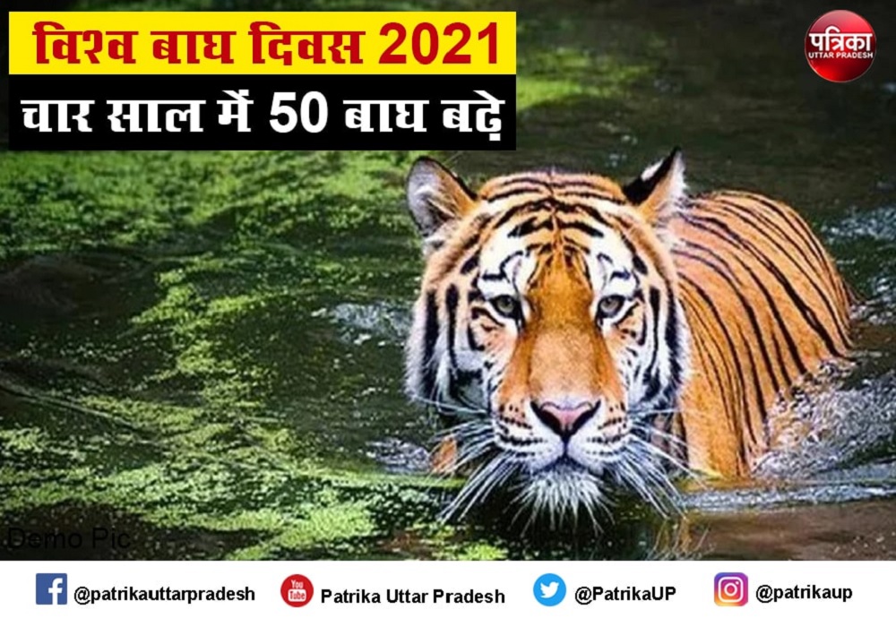 बाघों की सुरक्षा लिए यूपी में बनेंगे चार रेस्क्यू सेंटर,बाघों की संख्या में इजाफा