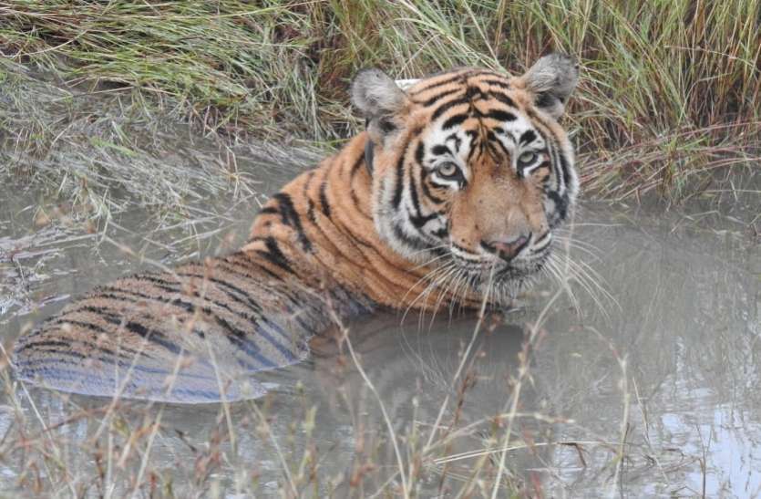 tiger कर्नाटक : बाघ को पकडऩे के लिए वन विभाग ने चलाया विशेष अभियान